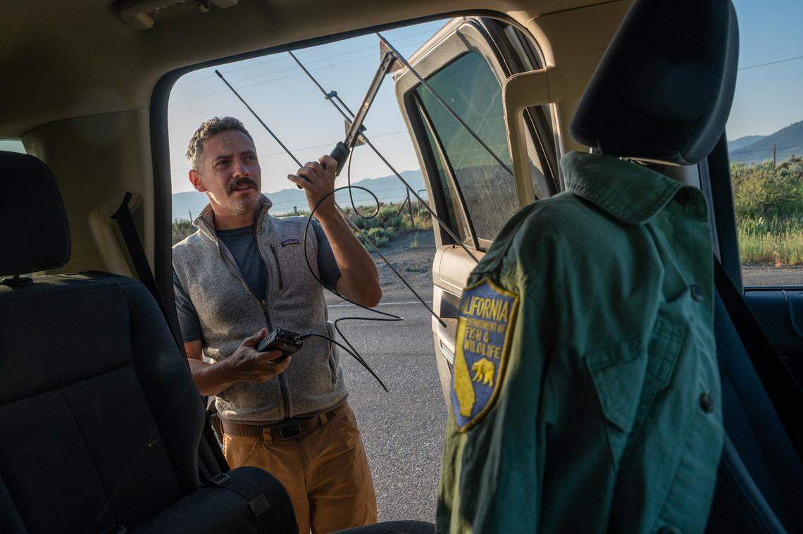 Axel Hunnicutt, chief wolf biologist and gray wolf coordinator for the California Department of Fish and Wildlife, takes out a VHF telemetry receiver to detect the location of wolves in the Sierra Valley in May. The device picks up radio signals from collared wolves.