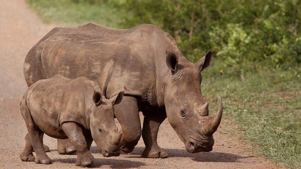 Rhinos walk in the Hluhluwe-Imfolozi game reserve in South Africa in 2015.  Searchers found only a skull and trousers from a suspected rhino poacher trampled by an elephant and then eaten by lions at Kruger National Park in South Africa, officials say.