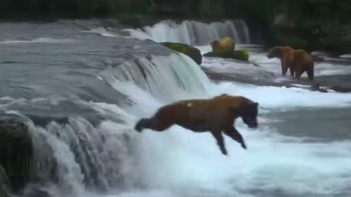 A bear leaps from a Brooks River waterfall in Alaska in an Instagram video posted by the U.S. Department of the Interior.