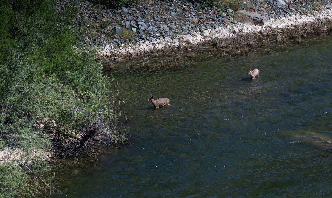 Deer walk in the Yuba River near Englebright Dam earlier this month. The fishway would allow more salmon to return to the area to spawn, but could also give predatory fish increased access.