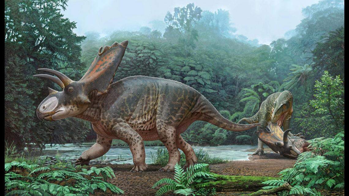 A rendering of the newly discovered Bisticeratops froeseorum, which was found in 74-million-year-old rocks south of Farmington. Courtesy of NMMNHS