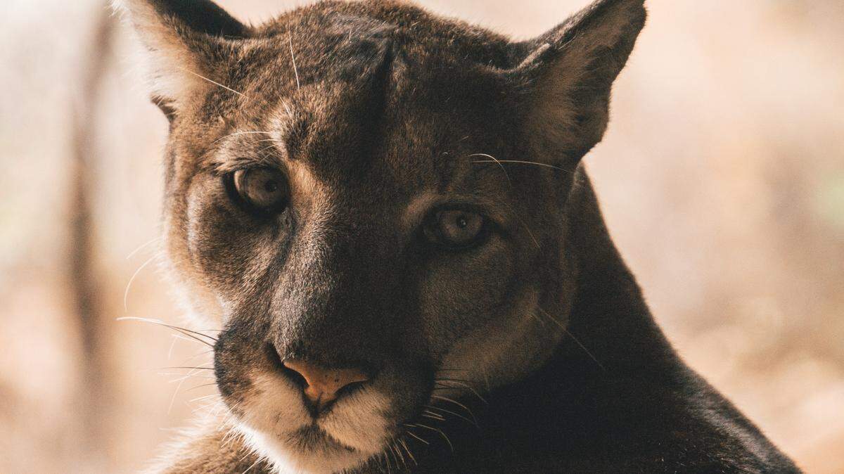 A mountain lion attacked a 64-year-old rafter camping on the Salt River before other rafters fought it off with paddles, Arizona officials say.