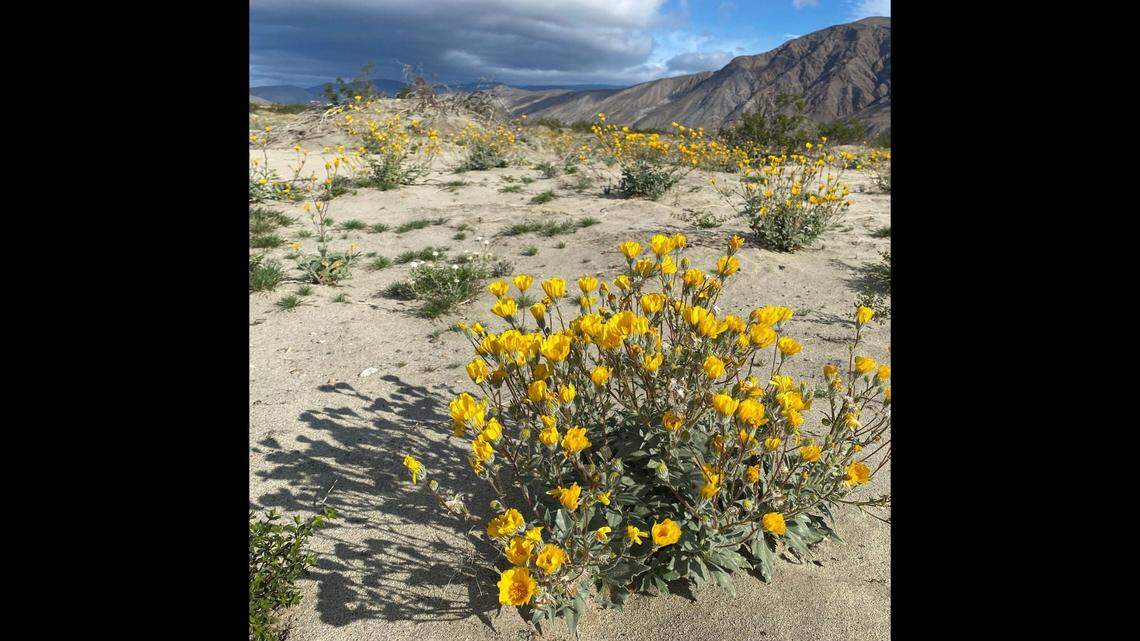 Five state parks were ranked among the “50 U.S. state parks everyone should visit in their lifetime” on Yelp.
