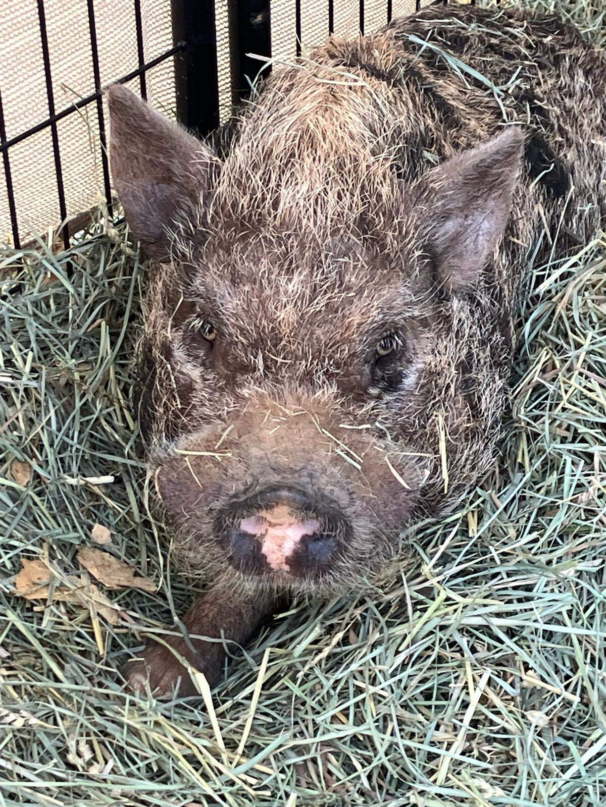 Jean Luc, a pig brought to the North Valley Animal Disaster Group, lives at the large animal shelter in Oroville. It was rescued during the Park Fire in Butte County in July.