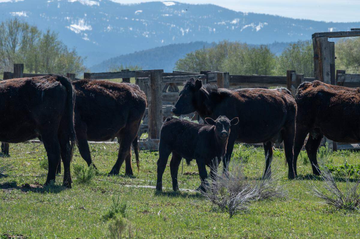 Calves graze at DC Ranches Sierra Valley. State records show that wolves killed or severely injured 27 calves in March and April. As a result, the state has established a “strike team” of officers and scientists who are on patrol day and night in Sierra, Plumas and Siskiyou counties, where the wolves are ranging closest to livestock and people.