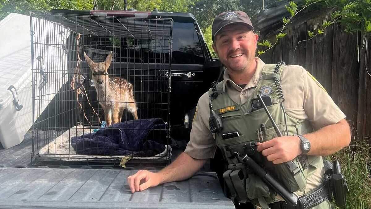 A deer fawn found in a dog crate outside a Sonoma County residence was removed June 10, 2026, by California wildlife officials after investigators determined it had been kept illegally in captivity for more than three weeks. The fawn is now being rehabilitated for eventual release into the wild.
