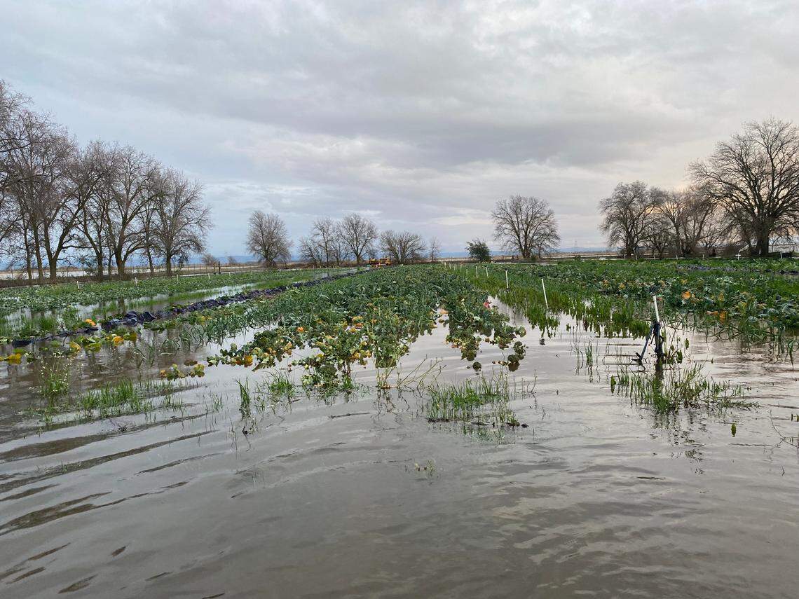 Azolla Farms in Pleasant Grove flooded after Northern California winter storm.