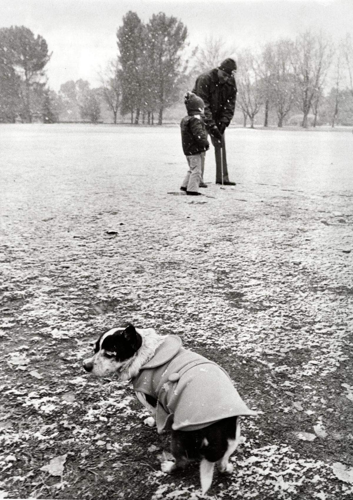 Land Park golf pro Don Oreb braves the snowy weather to give a putting lesson to 4-year-old Rickey Gregson on Feb. 5, 1976, while Chibi – despite the doggie jacket – has second thoughts about wandering around the park in the snow.