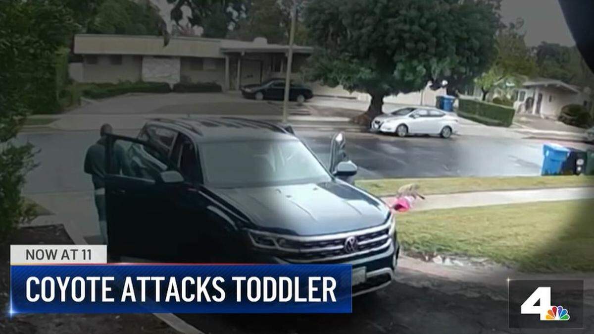 Security video shows a coyote attack a toddler outside a Woodland Hills home Dec. 2 until her father chases it off in California. The coyote has been found and killed.