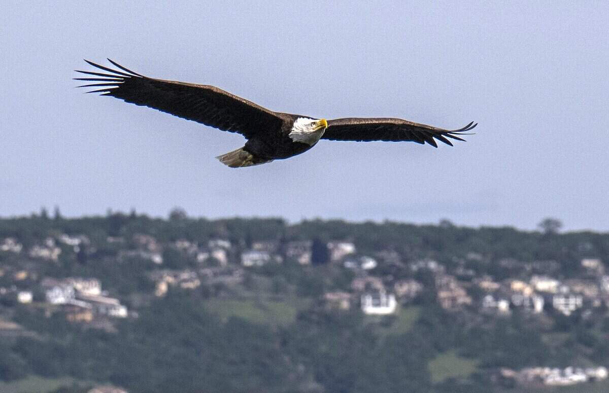 A bald eagle glides to its nest near Lake Natoma in Orangevale on April 6.