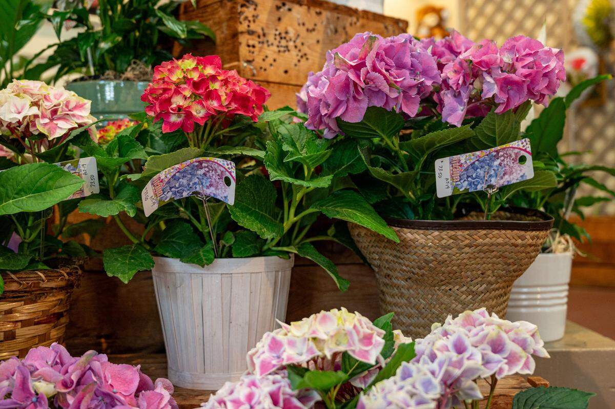 Many floral designs are and potted flowers are available at Relles Florist in Sacramento on Tuesday.