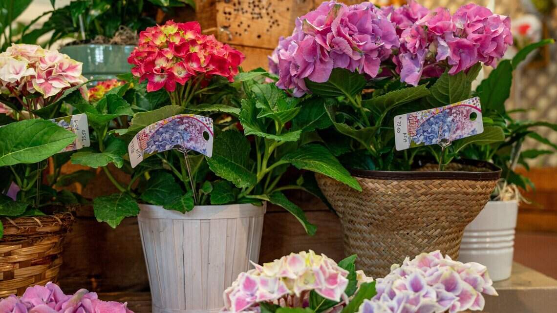 Lilies, roses and tulips. Where to buy flowers in Sacramento for Mother’s Day