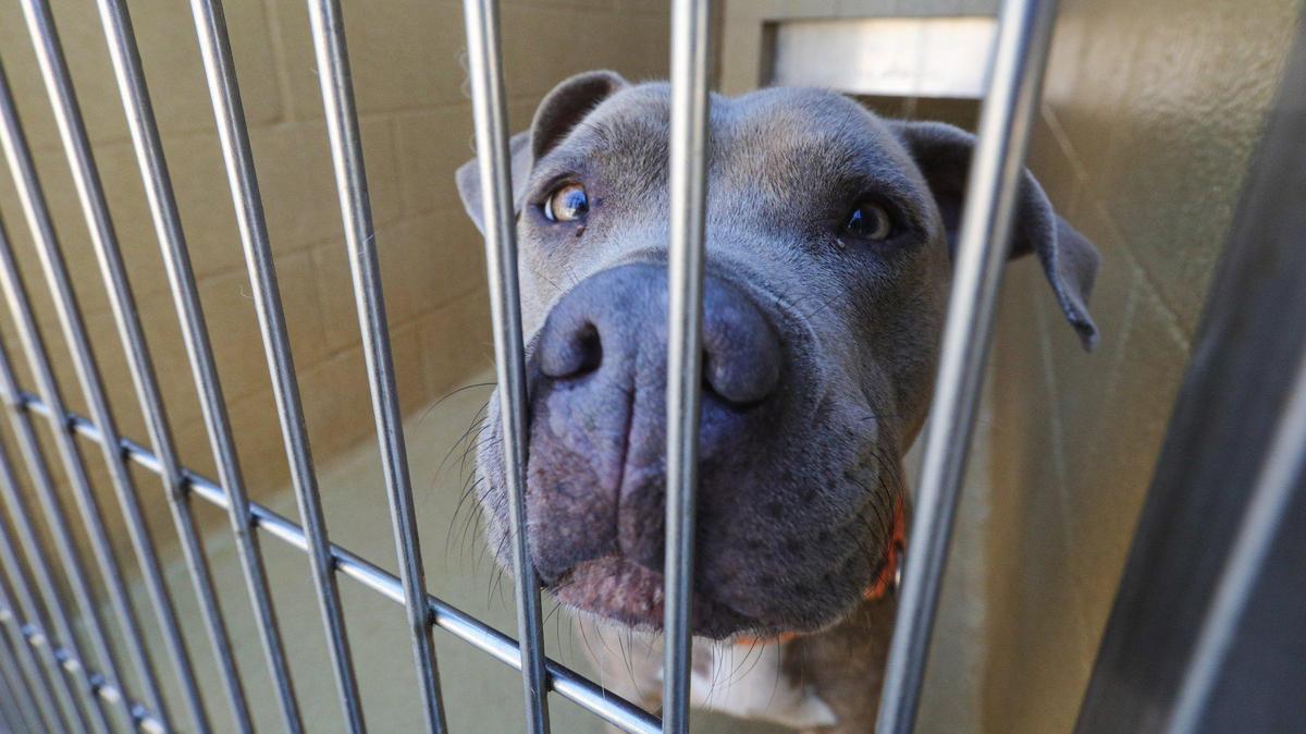 Toffe, a female pit bull, is marked in September as adopted at the San Luis Obispo County Animal Shelter, which opened a year ago in part to help improve care and streamline adoptions.