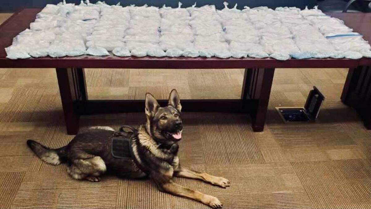 Apis, a CHP K-9, helped uncover a reported 80 pounds of methamphetamine and 11 pounds of fentanyl in a speeding sedan during a recent stop.