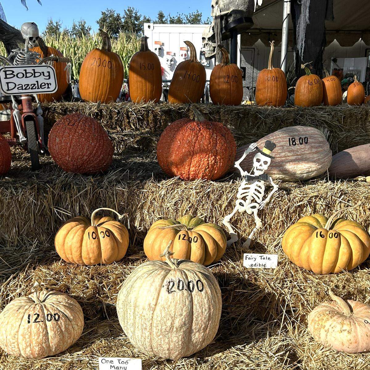 Bobby Dazzler’s Pumpkin Patch, 23300 County Road 99D in Woodland, offers a wide selection of pumpkins for sale.