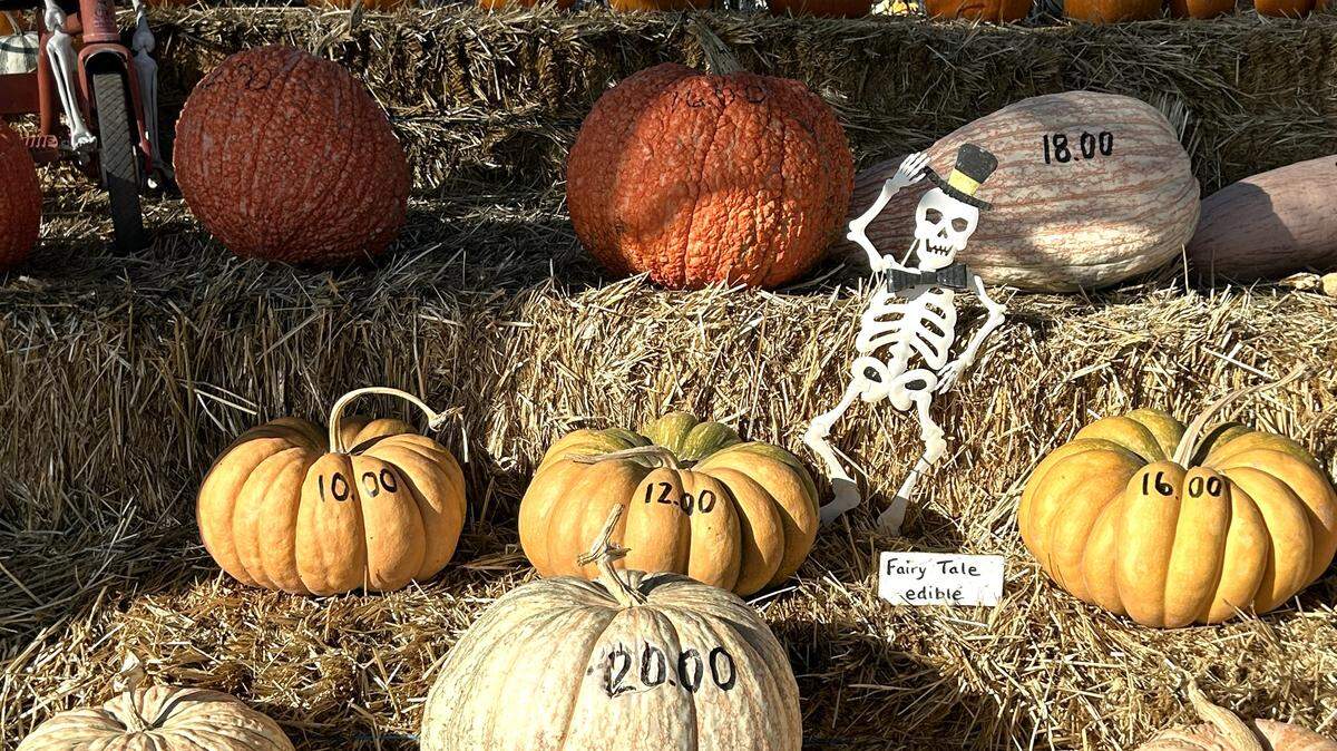 Bobby Dazzler’s Pumpkin Patch, 23300 County Road 99D in Woodland, offers a wide selection of pumpkins for sale.