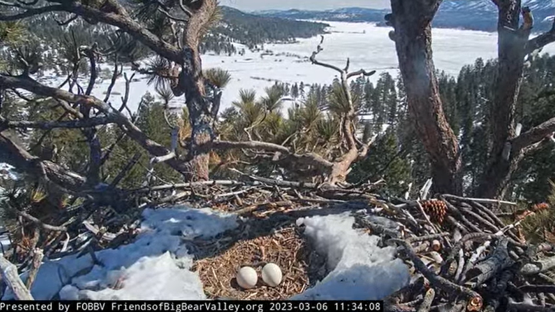 Both bald eagles Jackie and Shadow stopped tending to their two eggs March 4, 2023, near Big Bear, California. Experts said the eggs won’t hatch.