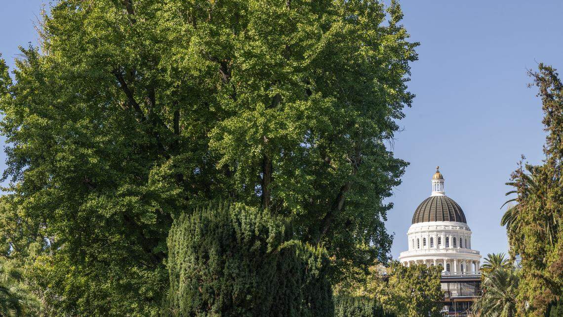 California fences Capitol ginkgo to protect people from horrible-smelling ...