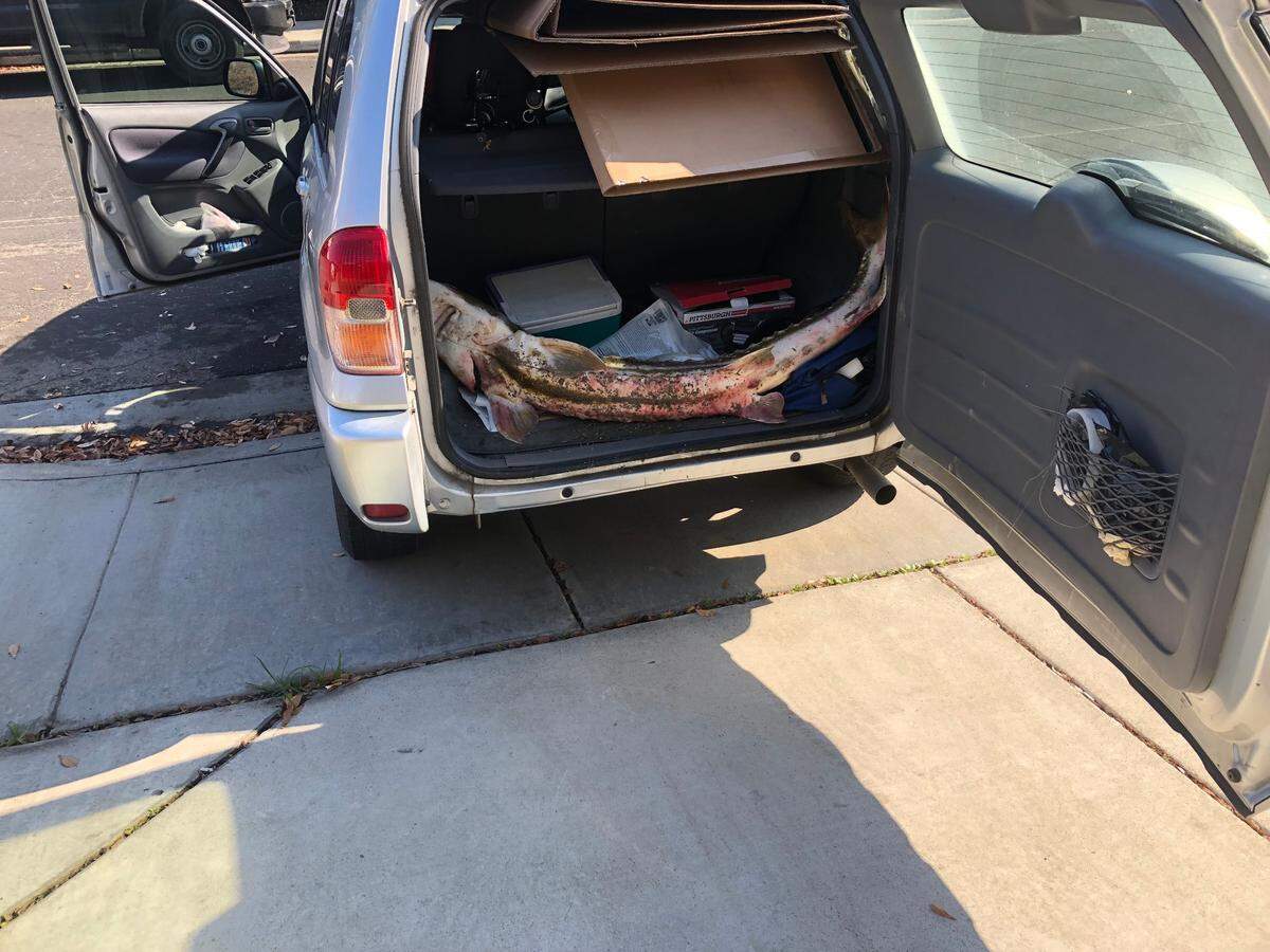 California wardens say this rare green sturgeon caught near Tracy appeared to survive, even though had been in the back of a poaching suspect’s SUV for nearly two hours by the time wardens located him.