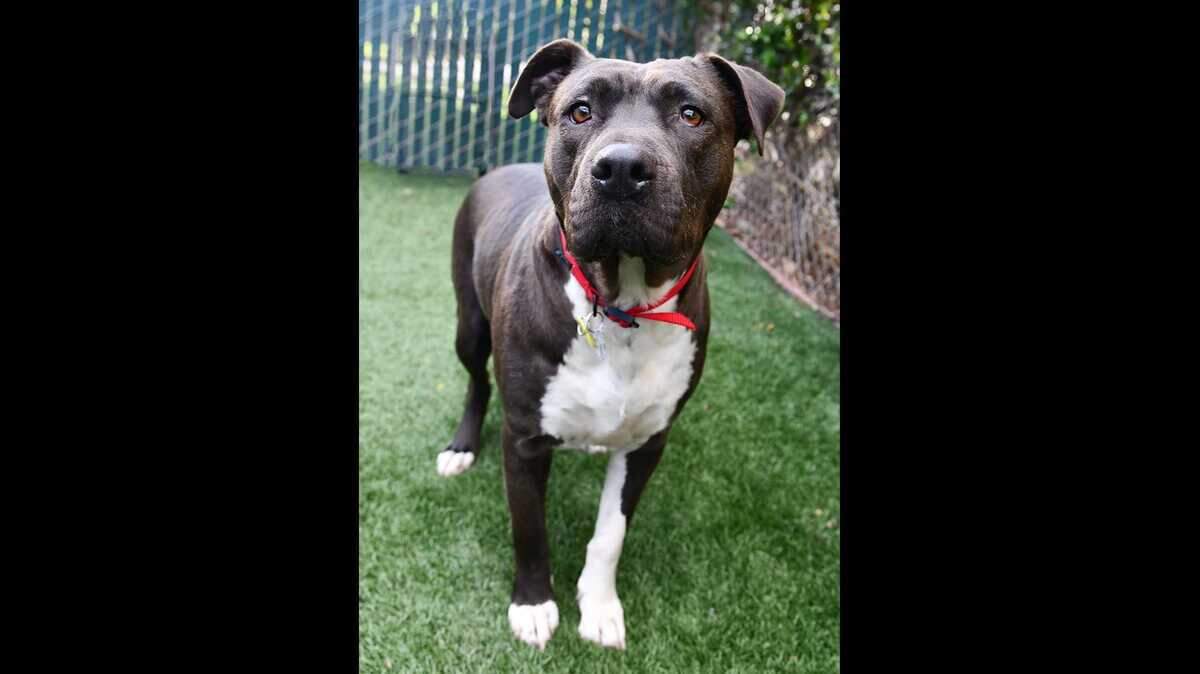 Zu is a 3-year-old American Staffordshire/Mix is available for adoption at the Sacramento County SPCA.