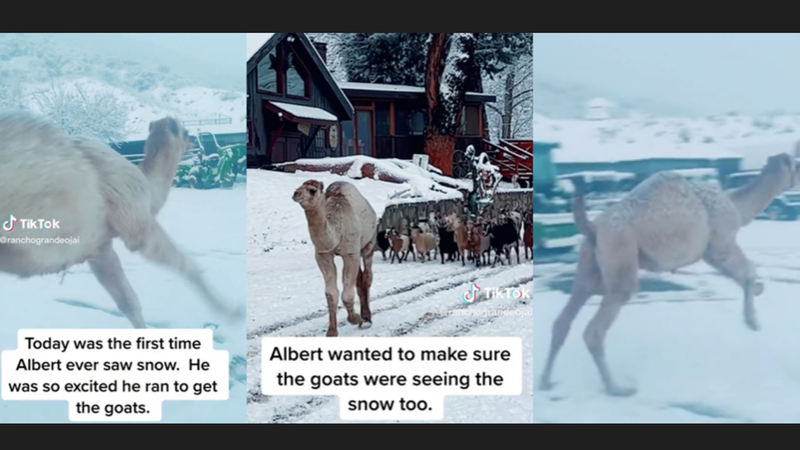 “This made my morning,” one viewer said about the frolicking camel in California.