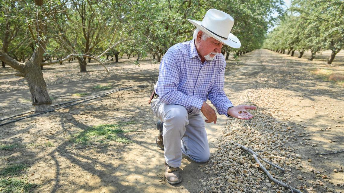 California’s lucrative almond orchards face a reckoning with drought, climate change