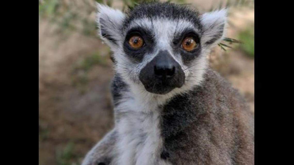 Isaac, a 32-year-old ring-tailed lemur, turned up at a Newport Beach hotel after being stolen from the Santa Ana Zoo, authorities said.