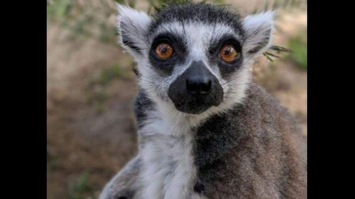 Isaac, a 32-year-old ring-tailed lemur who is the second-oldest lemur in North America, turned up in a crate at a Newport Beach hotel Saturday after being stolen earlier in the day from the Santa Ana Zoo, authorities say.