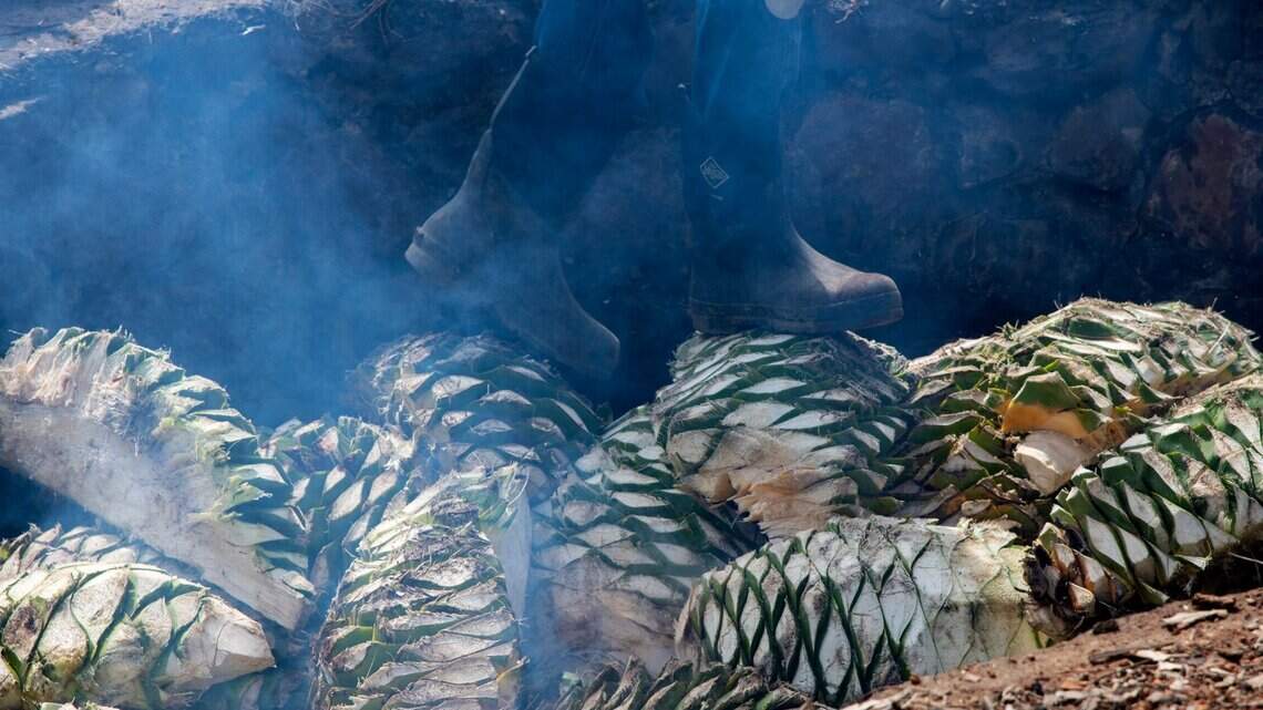 Agricultores del área de Sacramento tienen una nueva visión del mezcal y el tequila