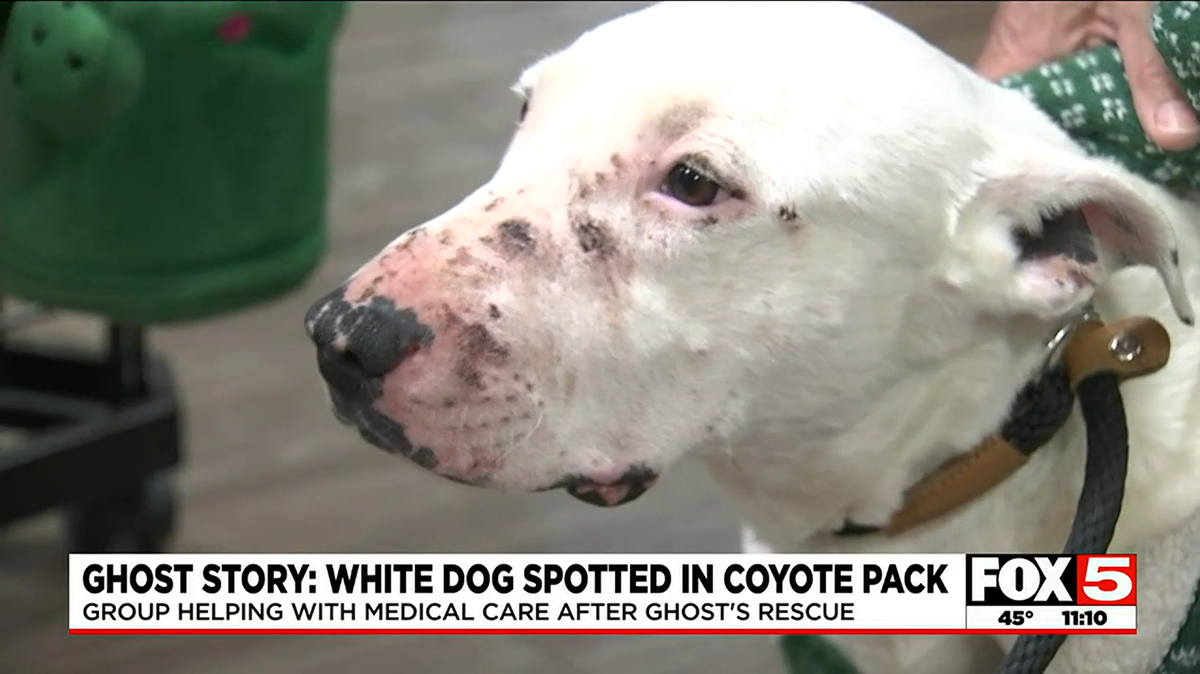Animal rescuers saved Ghost, who had been raised by coyotes in the Nevada desert.