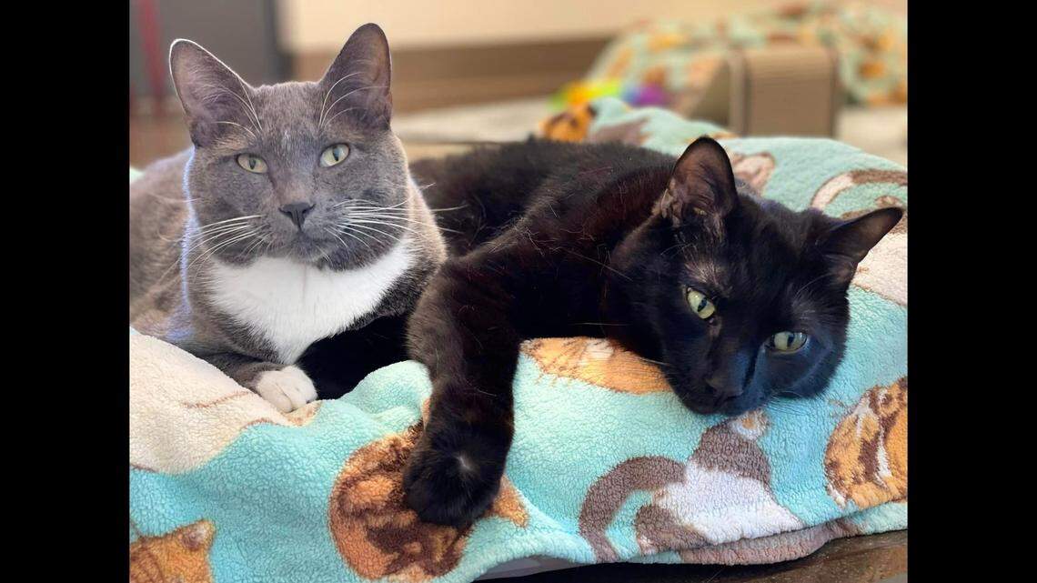 A paralyzed cat duo is looking for a new home, according to a Colorado shelter.