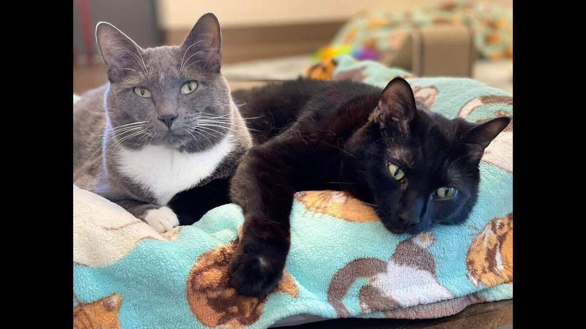 A paralyzed cat duo is looking for a new home, according to a Colorado shelter.