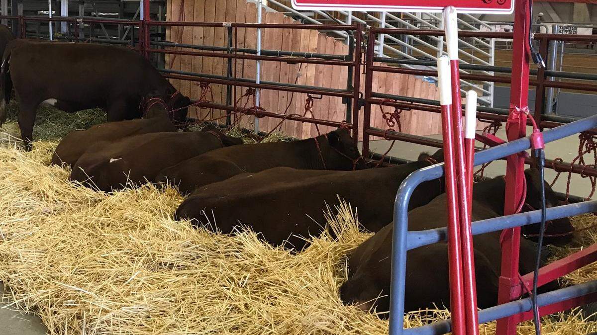 Assemblyman Frank Bigelow, R-O’Neals, is bringing several of his Shorthorn cattle to the State Fair. The show will last an hour and feature several of Bigelow’s prized animals.Photo courtesy of Frank Bigelow.