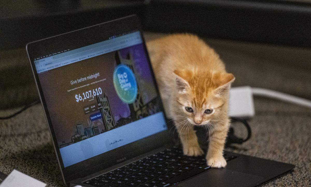 A kitten from Mission Meow Cat Rescue walks on a computer displaying the total donations on Thursday morning as the Sacramento Region Community Foundation hosts the annual Big Day of Giving in Sacramento.
