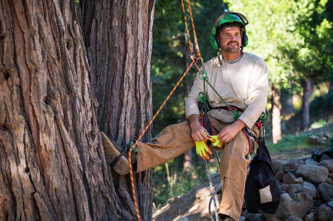Holden Mercolino, an arborist and pine cone collector from Quincy, settles in for a moment on the ground before climbing an incense cedar tree to gather pine cones for their seeds near Graeagle in October.