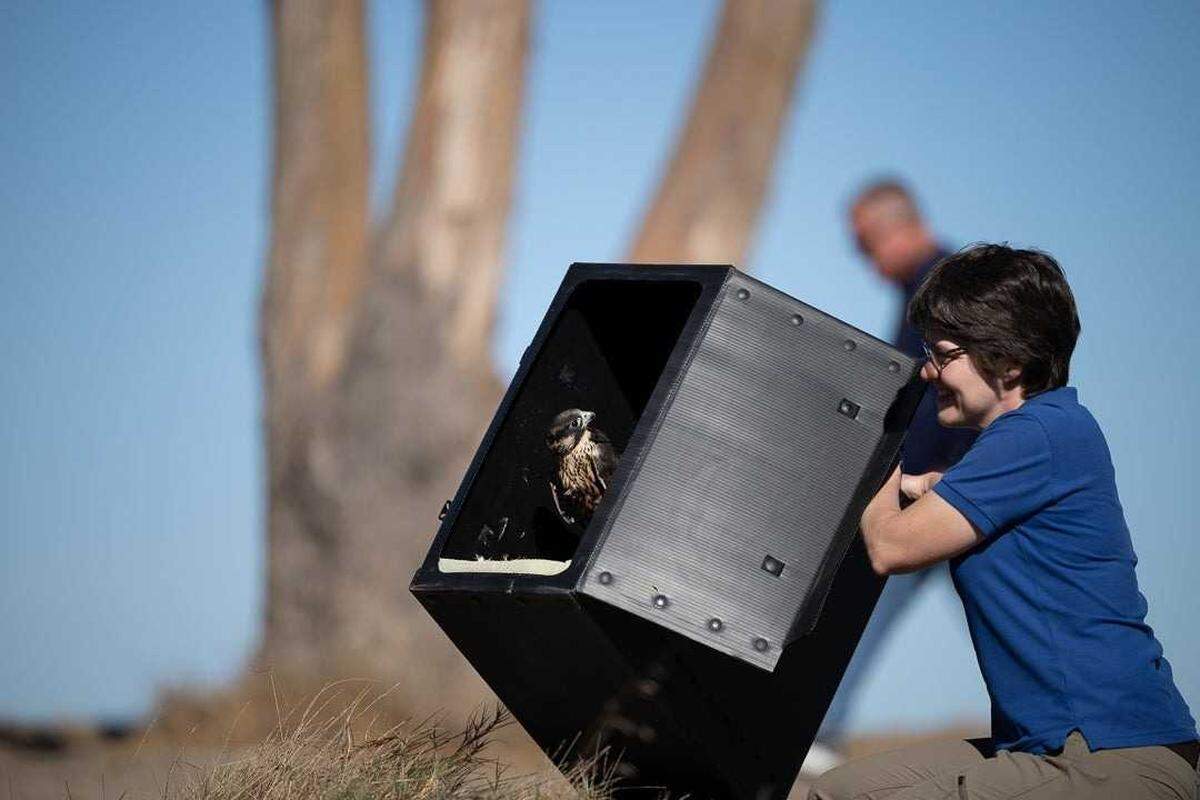 Peregrine falcon Nox looks toward Julie Cotton of UC Davis’ California Raptor Center shortly before his release in California’s East Bay earlier this month. School officials announced Thursday that Nox had died days after his release.