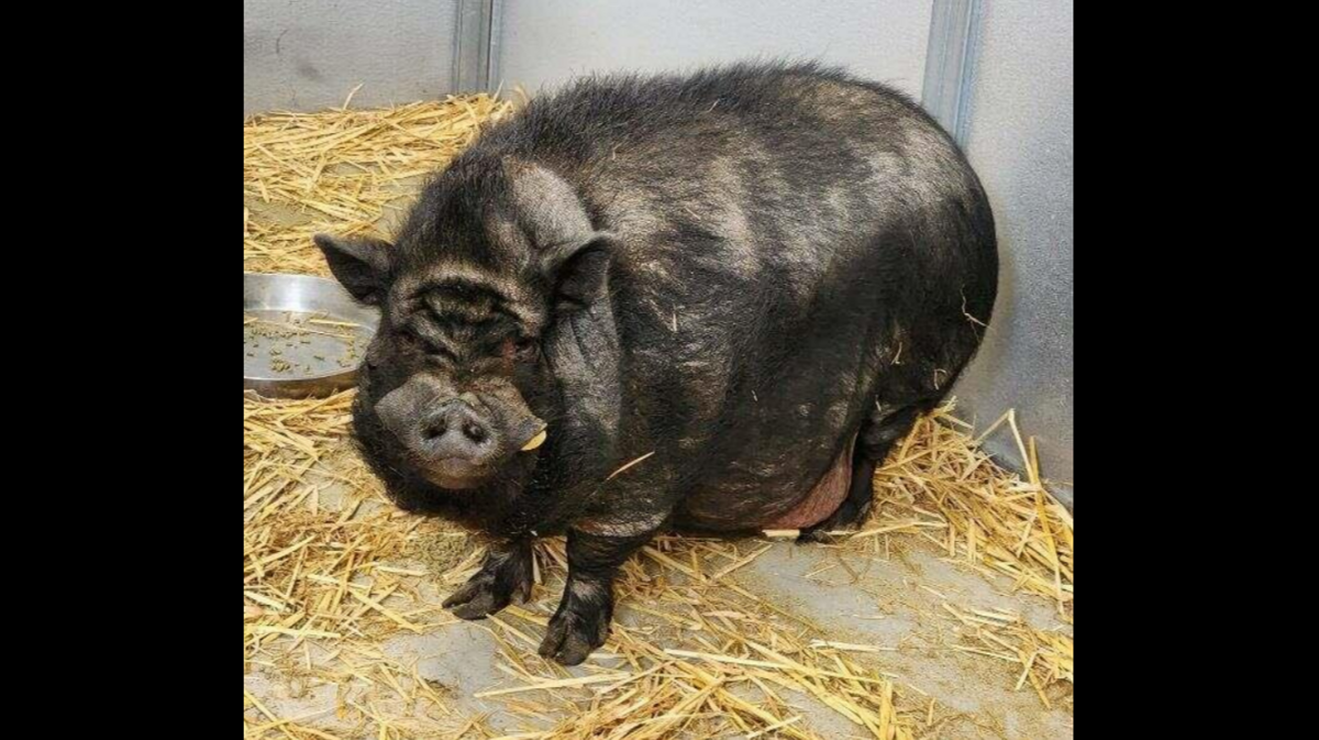 A 9-year-old pig named Professor Truffles is looking for a new home, a California nonprofit said.