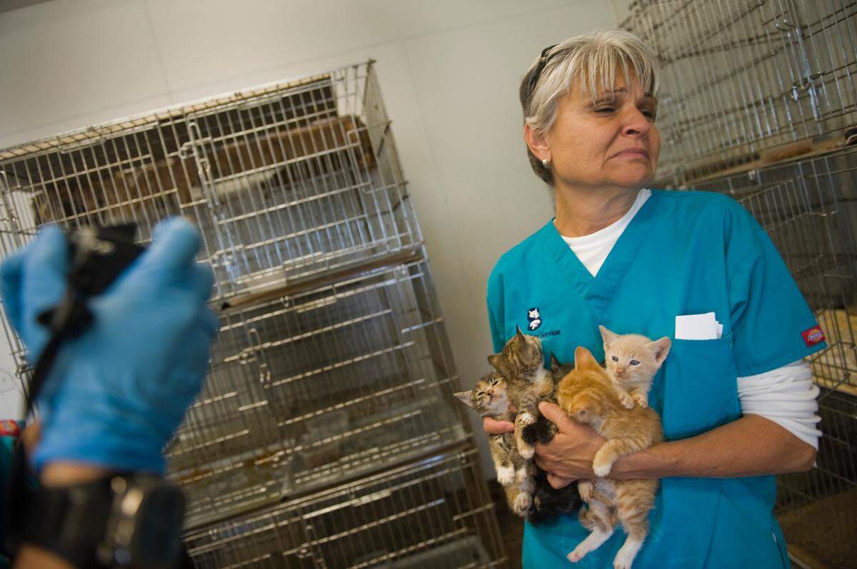 Penny Cistaro, animal care services manager for the city of Sacramento, struggles to breathe amid the smell of cat feces as she carries kittens from a home in south Sacramento in 2009. After entering the residence with a search warrant based on numerous neighborhood complaints, police and animal control officers removed more than 75 cats and condemned the home.