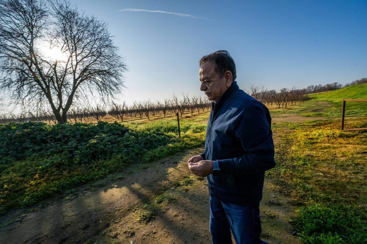 Peach farmer Sarb Johl walks though his 100-acre peach farm in Yuba County, north of Marysville, on Feb. 3. Johl worries about how many acres of peach trees he will be able to keep after Del Monte’s bankruptcy announcement.