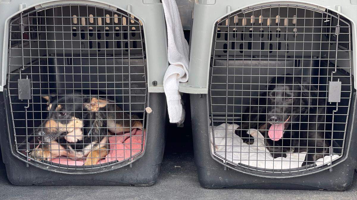 Two dogs are pictured during a transfer from a Quincy animal shelter to Sacramento SPCA on August 14, 2021. Their move to Sacramento will help make space in Quincy shelters for animals impacted by the Dixie Fire.