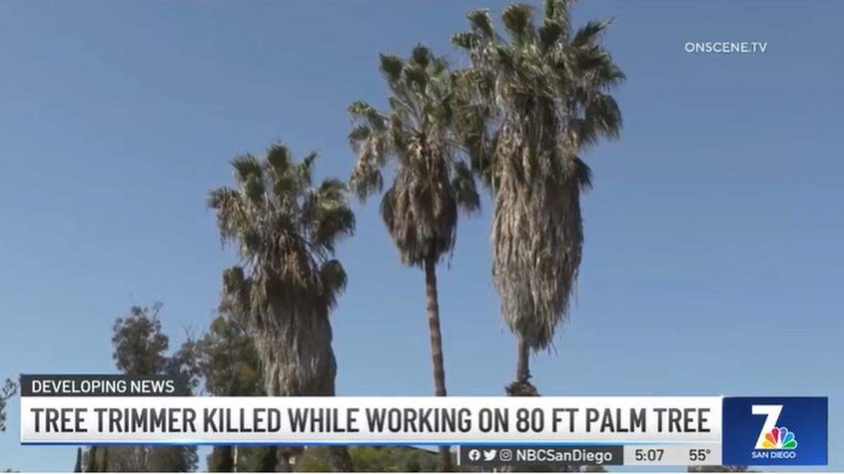 A 39-year-old trimmer died in Bonita after falling palm fronds trapped him on a palm tree, California firefighters say.