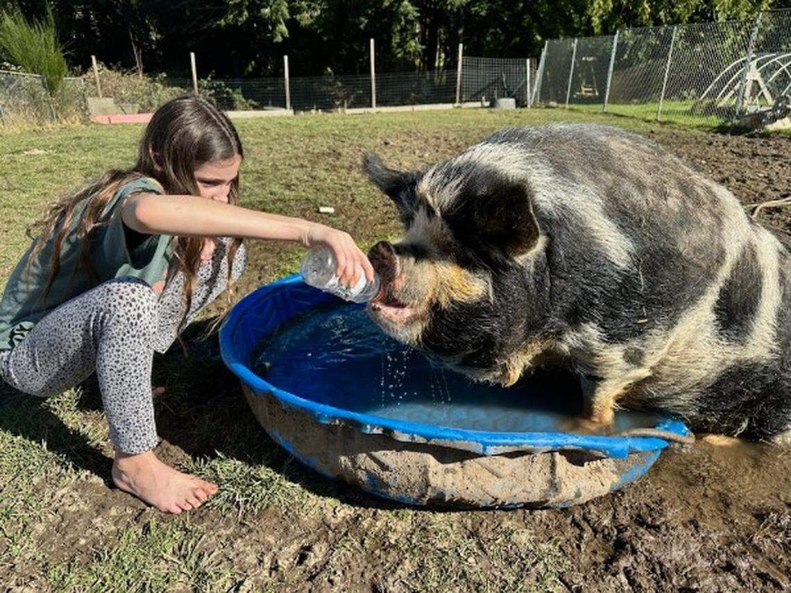 One of the Grays’ daughters with her pet pig.