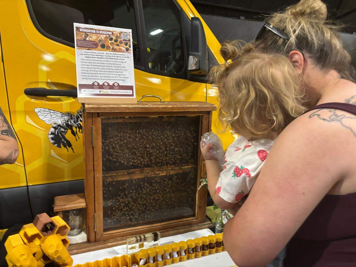 A young visitor to the California Honey Festival in Woodland watches a colony of bees in a live observation hive on Saturday.