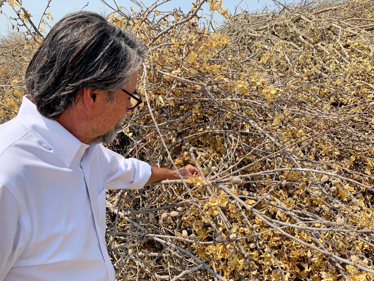 Stuart Woolf, president of Woolf Farming and Processing, examines almonds clinging to the branches of felled trees awaiting the wood chipper on Aug. 12 at his former orchard near Huron in Fresno County.