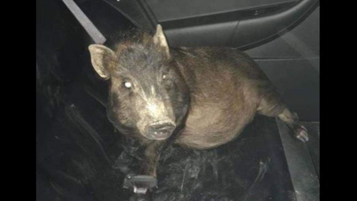 Police in Elyria, Ohio, responded to a call from a man who reported being followed by a pig early Saturday and retrieved a stray pig.