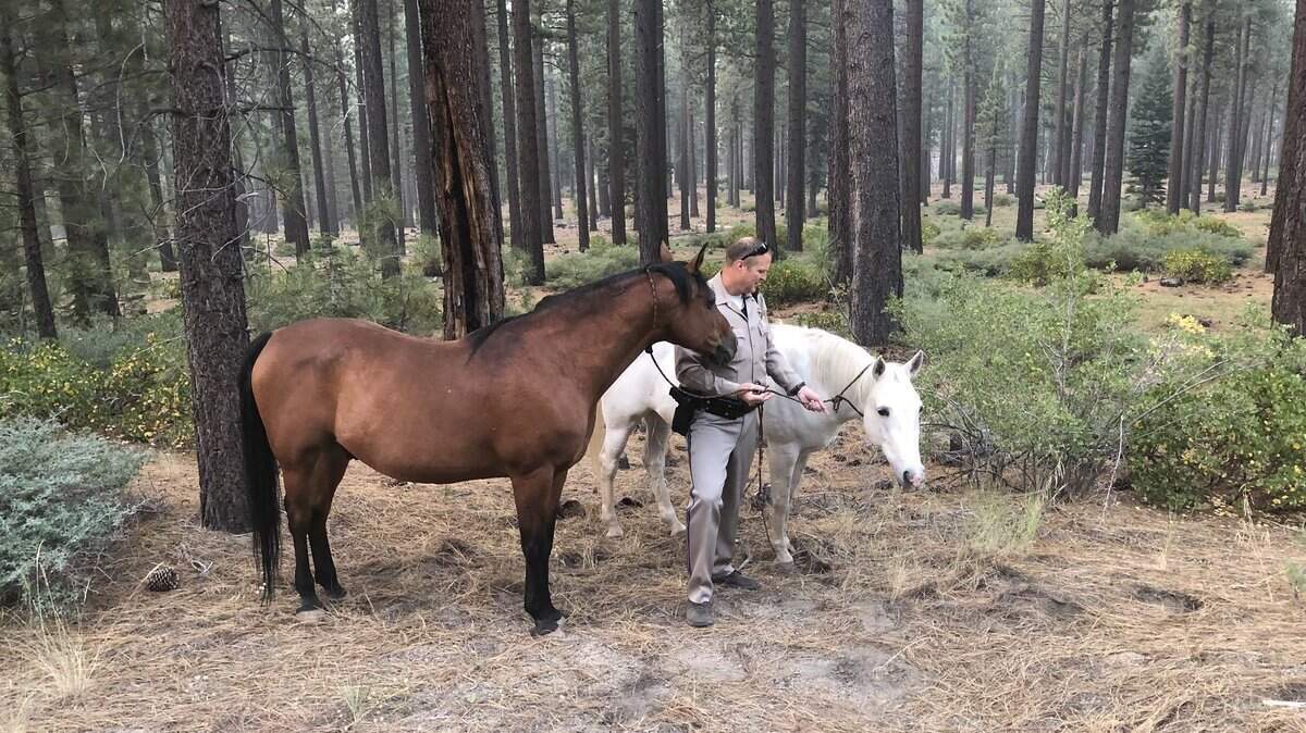 A California Highway Patrol officer handles the horses found off Pioneer Trail and Glen Eagles Road early Monday morning in South Lake Tahoe.