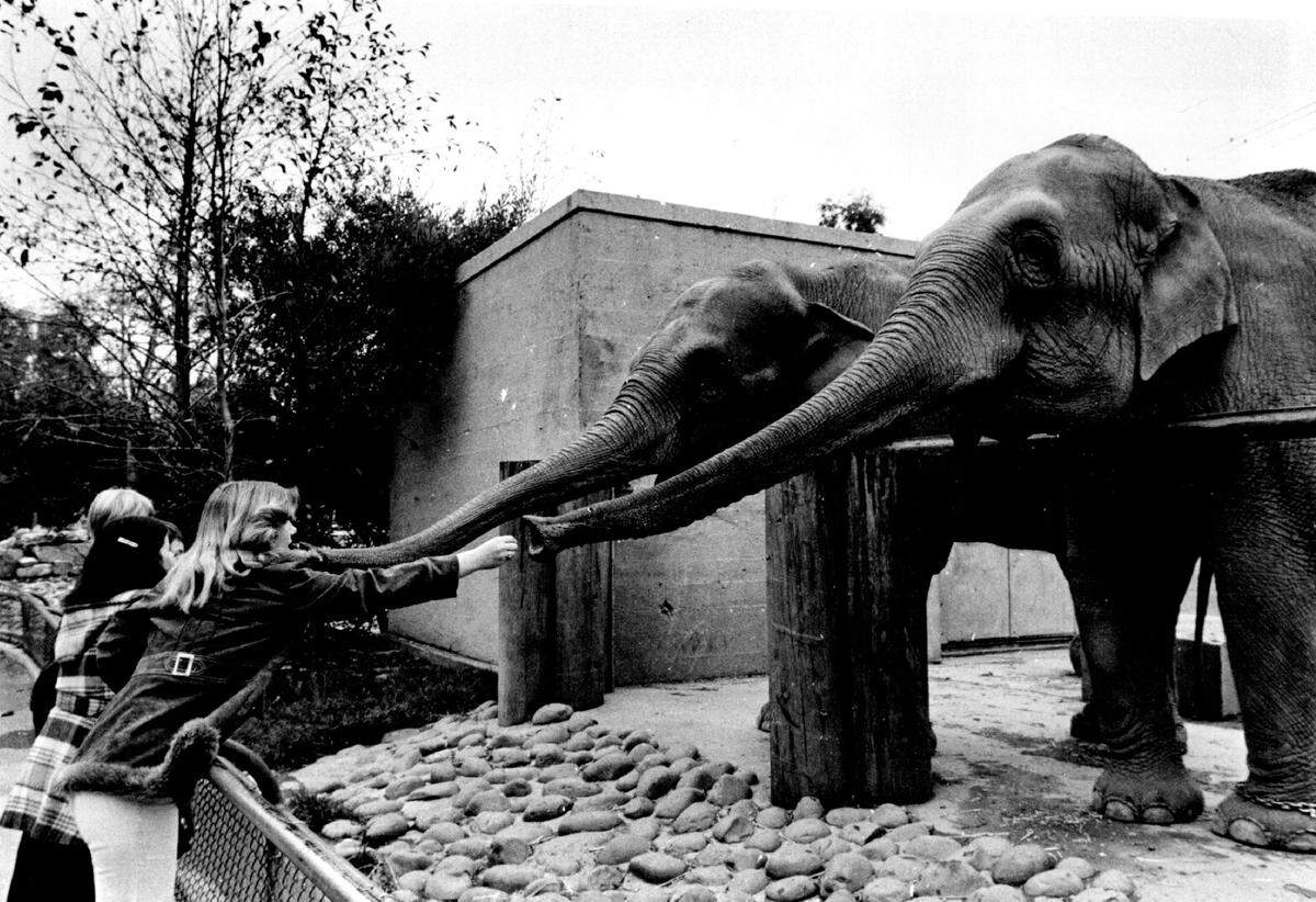 Sherri Pennington and her sister and brothers feed the elephants – a common practice at the time –&nbsp;at the Sacramento Zoo on Dec. 24, 1978. Because of the cramped and out-of-date enclosure, the zoo relocated its last elephant, Winky, to Detroit in 1991. Winky had been alone since her roommate Sue died in 1988.