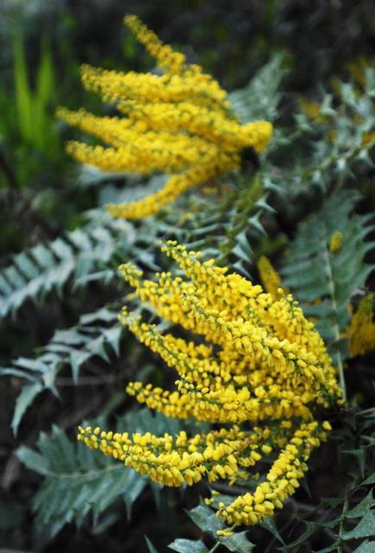 Oregon grape (Mahonia) grows in tall clumps.