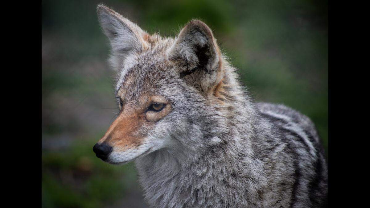 File photo of a coyote. More than a dozen coyotes were found dead in an Arizona wash, officials said.