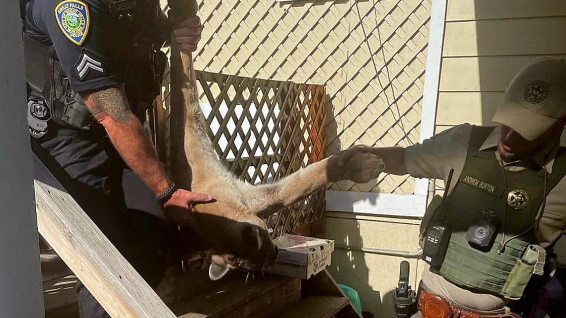 A mountain lion was tranquilized and removed from a home in Great Falls, Montana, officials said.